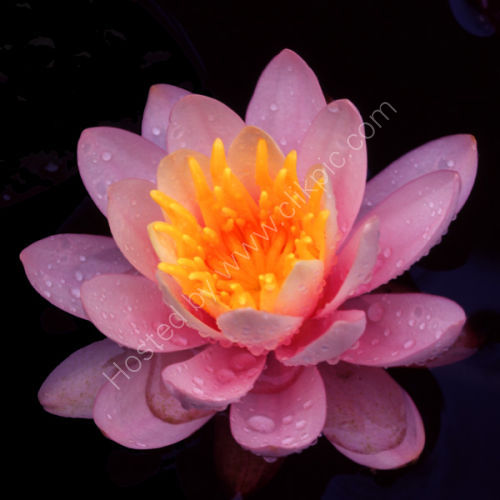 Water Lily.